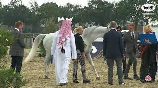 N 147 AALI FARID   Arabian Horse Weekend 2021   International