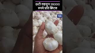 ऊटी लहसुन 28000 रुपये प्रति क्विंटल #neemach #garlic #lehsun #mandi #agriculture #bhav