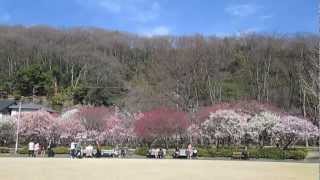 『旅人ゆき』の岐阜市「梅林公園の梅」Plum Blossoms,Gifu,Japan