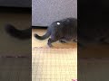 まっくろくろすけな猫☆法廷の人間模様を裁くねこ。 shorts