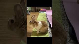 不思議そうに 飼い主のエクササイズを見守るうさぎ Rabbit curiously watching his owner exercising