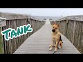 1yo German Shepherd (Tank) | Best Dog Trainers in Florida | Off Leash K9 Training