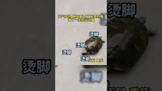 天太熱地板發燙，小烏龜跑起來。🐢看來龜兔賽跑是在夏天，所以烏龜贏了。😂The floor is hot from the heat. Turtle began to run.🏃 #shorts