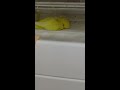 ごめん寝で寝言のかわいいインコ②