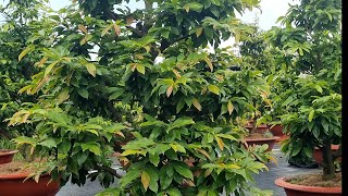 Bón phân gì giúp bộ rễ phát triển mạnh chồi to mập lá xanh dày bóng mượt trong mùa mưa.