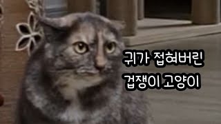 귀가 접혀버린 고양이