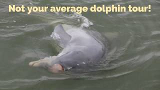 Dolphin Experience Boat Tour - Hilton Head Dolphin Tours