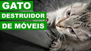 COMO FAZER MEU GATO PARAR DE ARRANHAR?