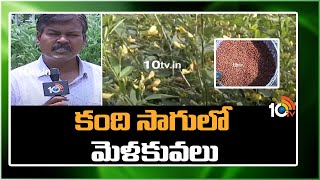 Techniques in Kandi Cultivation | కంది సాగులో మెళకువలు | Matti Manishi | 10TV News