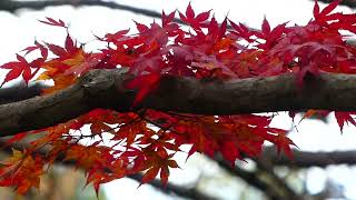 新宿御苑　紅葉進む