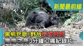 黑熊悲歌! 野放殺機重重 「黑熊之死」3分鐘心痛紀錄片｜TVBS新聞