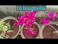 17 low maintenance permanent flowering plants साल साल flower देंगे ये पौधे