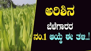 ಅರಿಶಿನ ಬೆಳೆಯಲ್ಲಿ ಈ ತಳಿ ಬೆಳೆದರೆ ಹೆಚ್ಚು ಇಳುವರಿ | High yield secret in turmeric