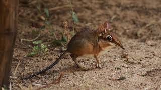 Elephant Shrew