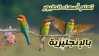 تعليم أسماء الطيور للأطفال #birds #children #اكسبلور #animation #kids #kids #cartoon #youtube