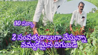 గత 2 సంవత్సరాలుగా సాగు చేస్తున్నా, నమ్మకమైన పక్కా దిగుబడి #ravihybridseeds