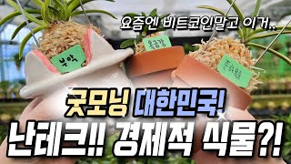 ❗KBS2 굿모닝 대한민국❗ 풍란 난테크 경제적 식물로 화제!! 저는 비트코인 말고 이거해요