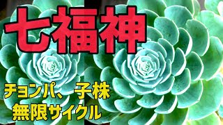 【多肉植物】七福神、無限サイクル🌀