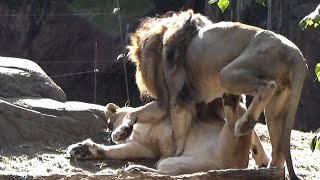 ライオンのカップル💗朝のラブシーン【天王寺動物園】