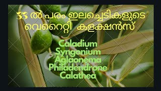 നിങ്ങൾക്ക് ഇലച്ചെടികൾ ഇഷ്ടമാണോ...? എങ്കിലിതാ 33 ൽ  പരം ചേമ്പ്ചെടികളുടെ സൂപ്പർ വെറൈറ്റി കളക്ഷൻസ്