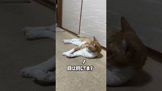 【今日のコタ】謎の動き de 寝てる？