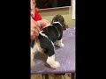 petit basset griffon vendéen 8 week old puppy evaluation