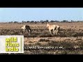 Wild Ass of Rann of Kutch, Gujarat