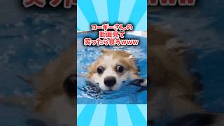 コーギーさんの動画見て笑ったら寝ろwwwww