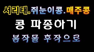 [텃밭농부.1,124]  서리태. 쥐눈이콩. 매주콩 파종하기 #서리태재배 #매주콩재배