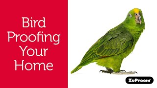 Bird-Proofing Your Home - Tips For Bird Owners