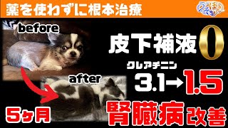 【根本治療/うそほん】クレアチニン3.1から1.5！皮下補液をゼロにし腎臓病改善
