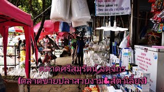 ตลาดศรีสม​รัตน์​ (จตุจักร)​ปลาสวยงาม​\u0026 สัตว์​เลี้ยง