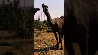 Camel Safari in Jaisalmer #jaislamer #camel