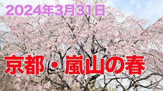 2024年03月31日【京都の桜】嵐山・嵯峨野の桜の開花状況と人出　Cherry blossoms in Kyoto