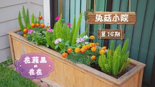 【十月花箱】分享3种容易打理的花草，秋日里的亮色系 | October Planter Arrangement