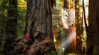 Top 10 beautiful forests in the world |ലോകത്തിലെ  മികച്ച 10 മനോഹരമായ വനങ്ങൾ |  ksd entertainments