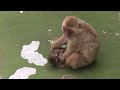 baby monkey 20days old.　ニホンザルの赤ちゃん2014（生後20日目）③（釧路動物園）