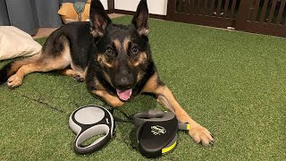 [Flexi's Giant] Best Dog Leash For German Shepherd Dog!