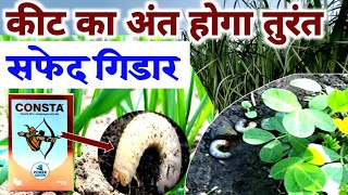 सफेद गिडार|गोजा लट| का नियंत्रण इस कीटनाशक से।  white grub full control|