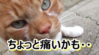 猫さんの身体の様子がちょっとおかしい・・【侵入した野良仔猫】～家猫修行中～