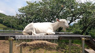 神津牧場のウシとヤギ / Kozu Dairy Farm Cow and Goat by Japan Gunma / 群馬県下仁田町