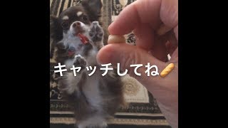 【天才へたれ犬！チワワのさくら５】愛犬チワワのさくらちゃんに言葉を教えて、しゃべった！？