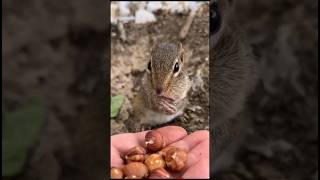 কাঠবিড়ালি বাদাম এত বেশি পছন্দ করে কেন🤔🙄 #squirrel #shorts