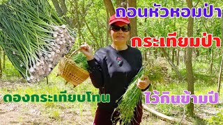 เก็บหอมป่าถอนหัวหอมป่าอเมริกาไปดองไว้กินข้ามปี@usa5659