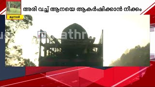 അരിക്കൊമ്പനെ പൂട്ടാൻ വനംവകുപ്പ്; കുങ്കിയാന വിക്രം ഇടുക്കിയിലേക്ക് | Ari Komban | Kumki Vikram