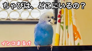 入院中のインコを探すインコの様子が泣けてくる…【セキセイインコ】