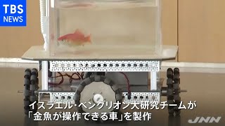 金魚は運転を習得できる イスラエルの研究