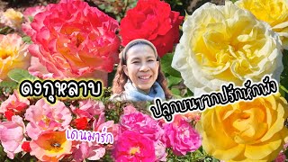 คนไทยในเดนมาร์ก ต่ออายุพาสปอร์ตไทย 10 ปี ชมดอกกุหลาบหลายสายพันธุ์ดอกโตๆสวยสดใส ซ่อมแอร์รถยนต์