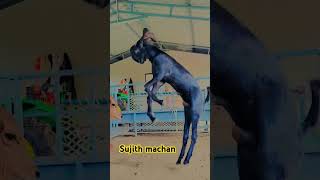 ബീറ്റൽ മുട്ടനാട്#goat# animals#2024  #support #subscribe