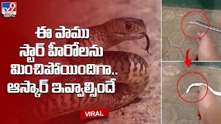 Dramatic snake plays dead after man points fake gun at it -@TV9TeluguDigital